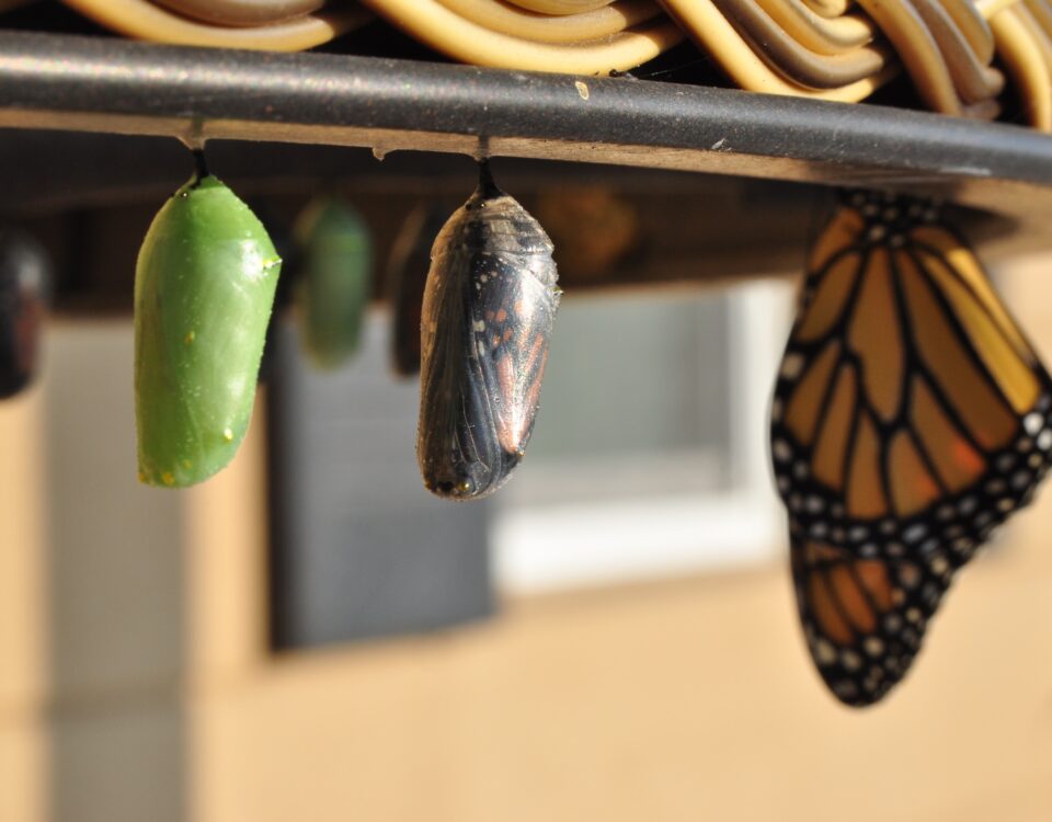 multiple cocoons of butterflies at different stages of development
